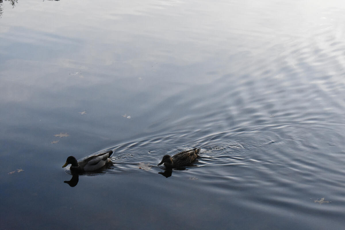 Two Ducks Two ducks in the water.